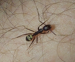 Camponotus cingulatus