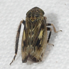 Limotettix varus