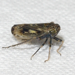 Limotettix varus