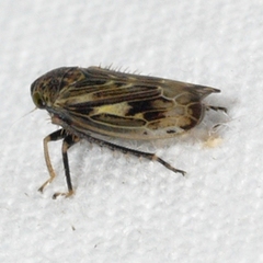 Limotettix varus