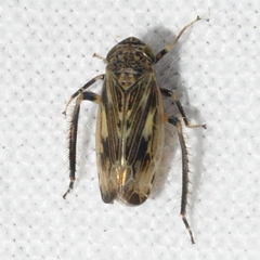 Limotettix varus