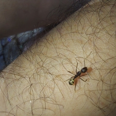 Camponotus cingulatus