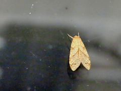 Lophocampa annulosa