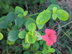 Barleria
