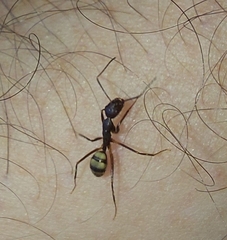 Camponotus cingulatus