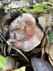 Cortinarius ohlone