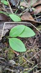 Chiloglottis valida