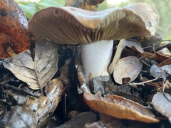 Cortinarius ohlone