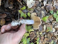 Cortinarius ohlone
