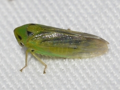 Macropsis