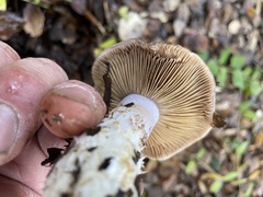 Cortinarius ohlone