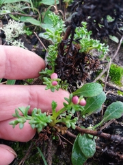 Artemisia campestris maritima