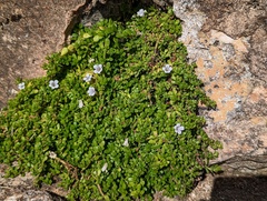 Bacopa