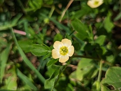 Kallstroemia