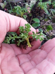 Artemisia campestris maritima