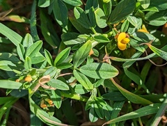 Stylosanthes