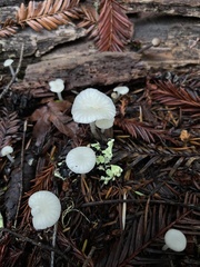Marasmius calhouniae