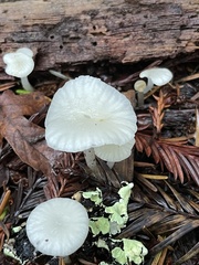 Marasmius calhouniae