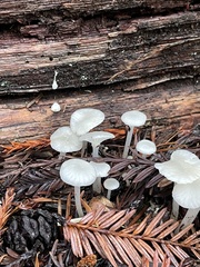 Marasmius calhouniae