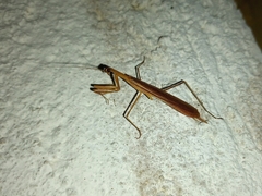 Eumusonia