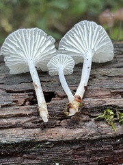 Marasmius calhouniae