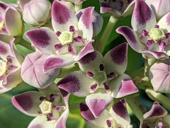 Calotropis procera