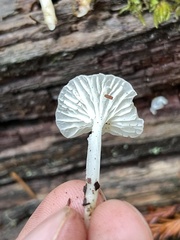 Marasmius calhouniae