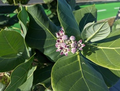 Calotropis procera