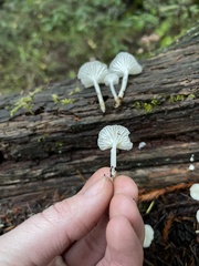 Marasmius calhouniae