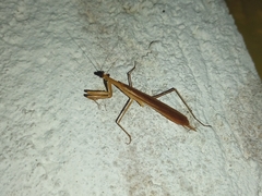 Eumusonia