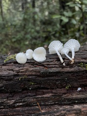 Marasmius calhouniae