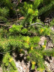 Persoonia chamaepitys