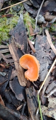Cantharellus concinnus