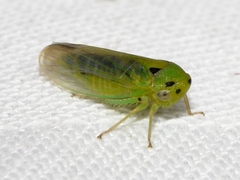 Macropsis
