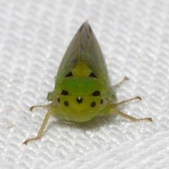 Macropsis