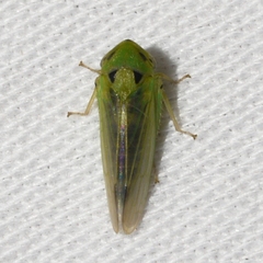 Macropsis