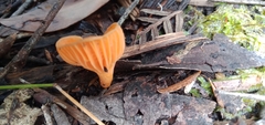 Cantharellus concinnus