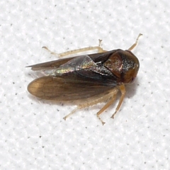 Macropsis basalis