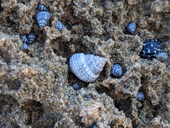 Cenchritis muricatus