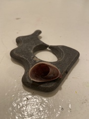 Crepidula norrisiarum