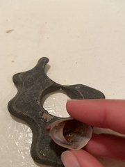 Crepidula norrisiarum