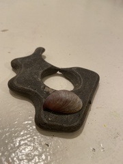 Crepidula norrisiarum