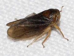 Macropsis basalis