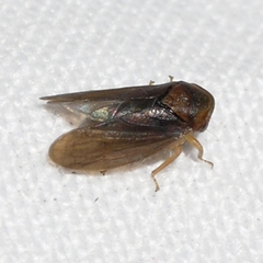 Macropsis basalis