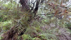 Dracophyllum sinclairii