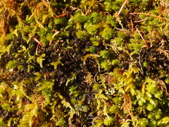 Scytinium palmatum