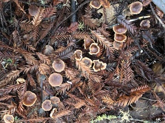 Gymnopus brassicolens