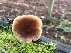 Gymnopus brassicolens