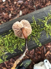 Gymnopus brassicolens