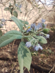 Solanum granulosoleprosum